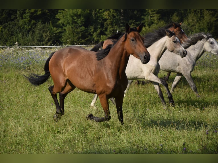 Connemara Mare 3 years 14 hh Brown in Modrzewie