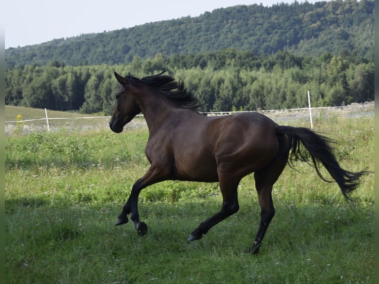 Connemara Mare 3 years 14 hh Brown in Modrzewie