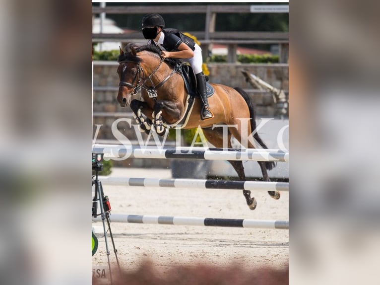 Connemara Mare 3 years 14 hh Brown in Modrzewie