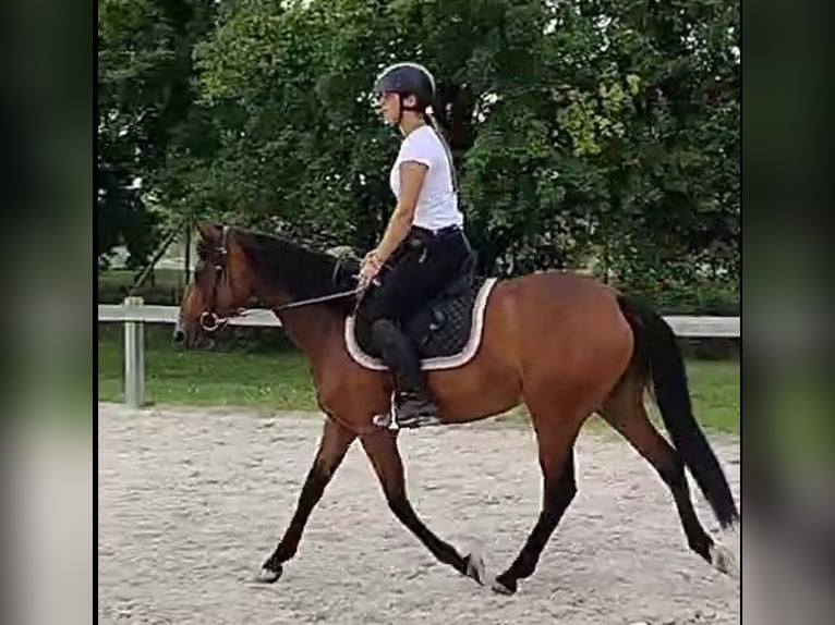 Connemara Mare 3 years 14 hh Brown in Modrzewie