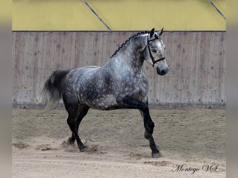 Connemara Mare 3 years 14 hh Brown in Modrzewie