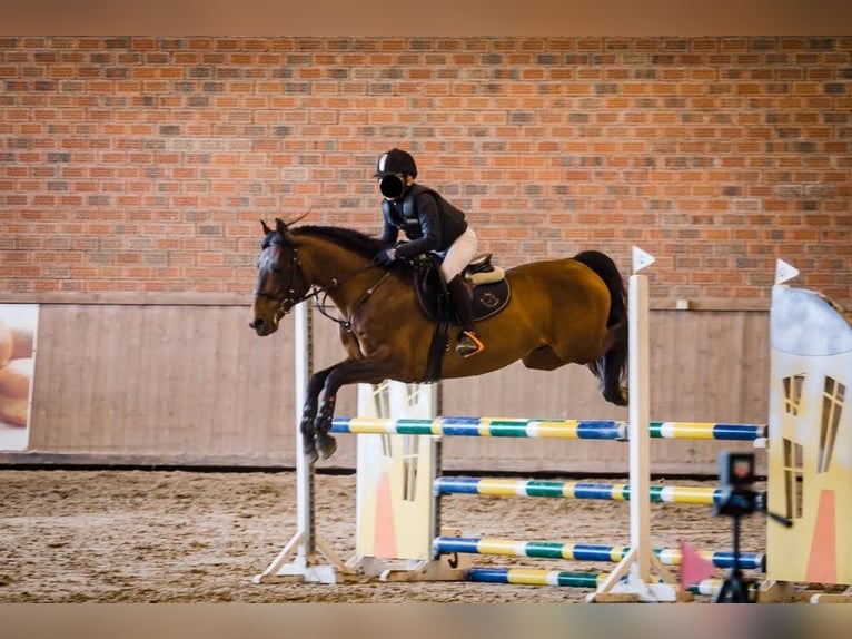 Connemara Mare 3 years 14 hh Brown in Modrzewie