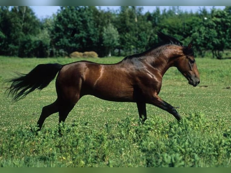 Connemara Mare 3 years 14 hh Brown in Modrzewie