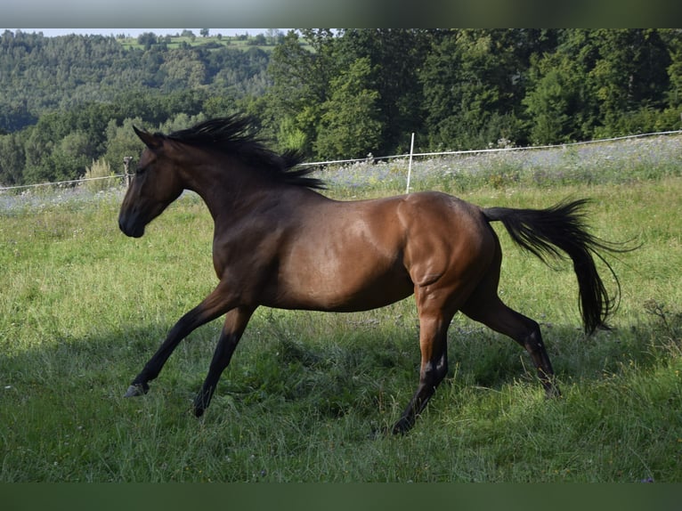 Connemara Mare 3 years 14 hh Brown in Modrzewie
