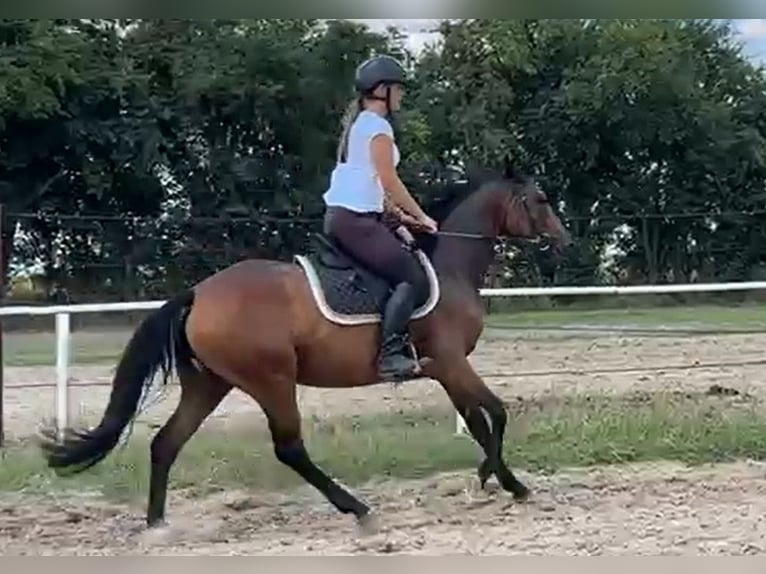 Connemara Mare 3 years 14 hh Brown in Modrzewie