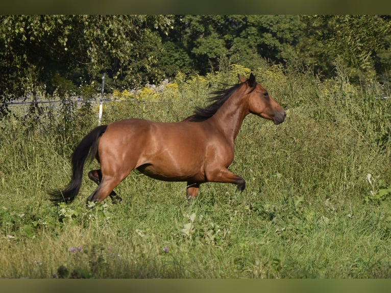 Connemara Mare 3 years 14 hh Brown in Modrzewie