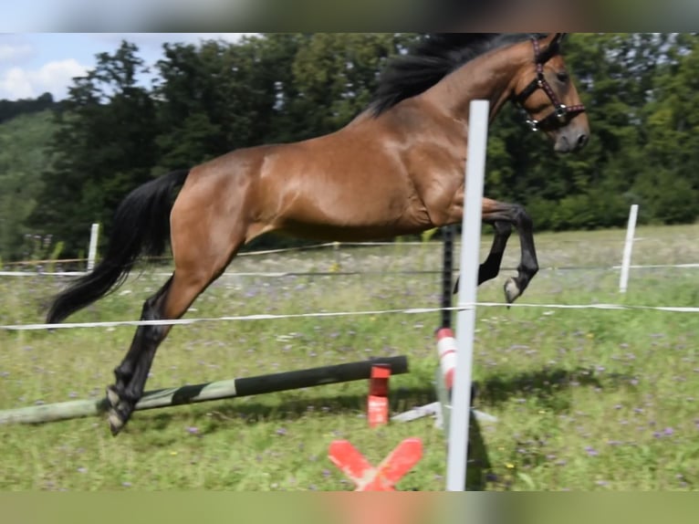 Connemara Mare 3 years 14 hh Brown in Modrzewie