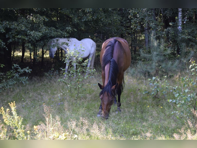 Connemara Mare 3 years 14 hh Brown in Modrzewie