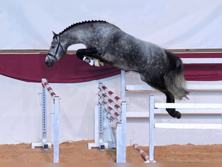 Connemara Mare 3 years 14 hh Brown in Modrzewie