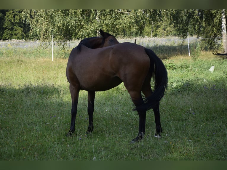 Connemara Mare 3 years 14 hh Brown in Modrzewie