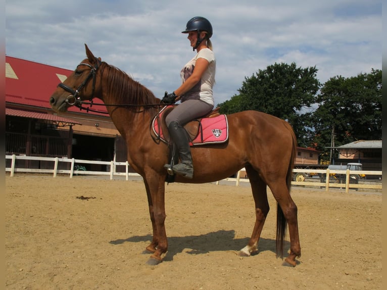 Connemara Mare 3 years 14 hh Brown in Modrzewie