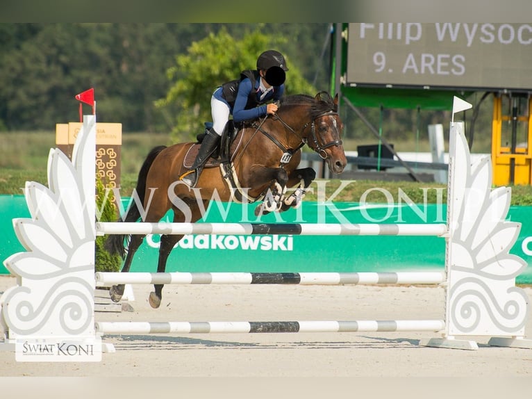 Connemara Mare 3 years 14 hh Brown in Modrzewie
