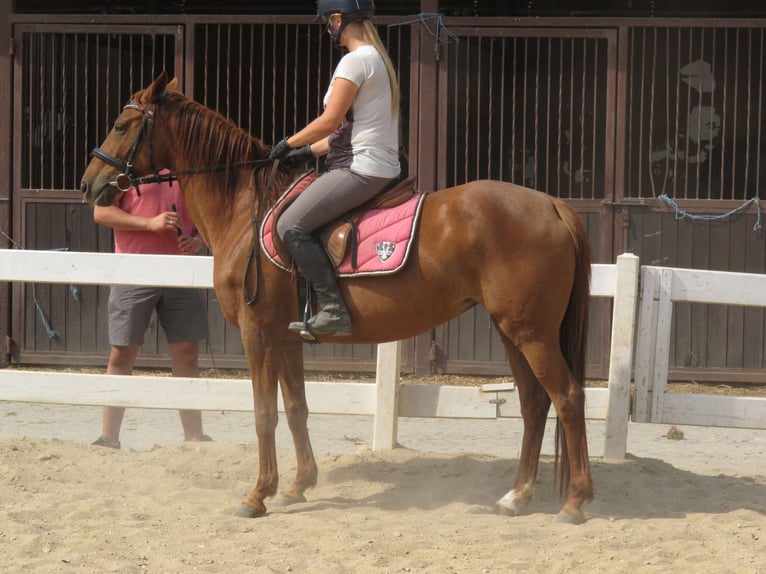 Connemara Mare 3 years 14 hh Brown in Modrzewie