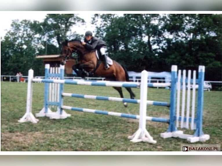 Connemara Mare 3 years 14 hh Brown in Modrzewie