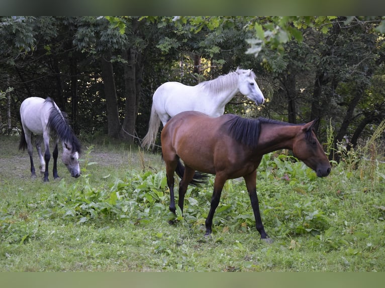 Connemara Mare 3 years 14 hh Brown in Modrzewie