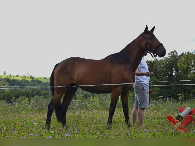 Connemara Mare 3 years 14 hh Brown in Modrzewie