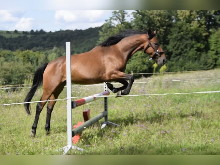 Connemara Mare 3 years 14 hh Brown in Modrzewie