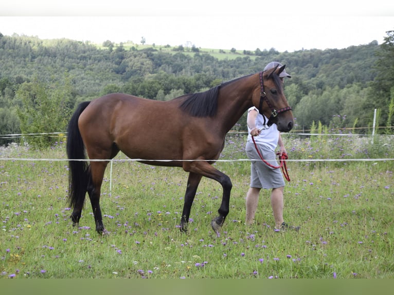 Connemara Mare 3 years 14 hh Brown in Modrzewie