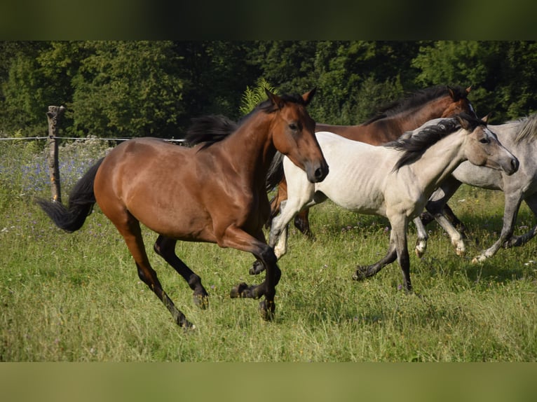Connemara Mare 3 years 14 hh Brown in Modrzewie