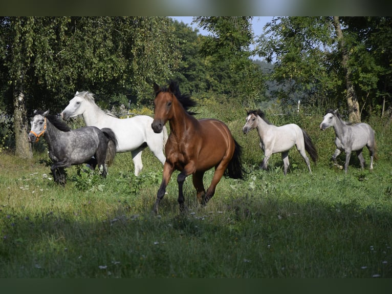Connemara Mare 3 years 14 hh Brown in Modrzewie