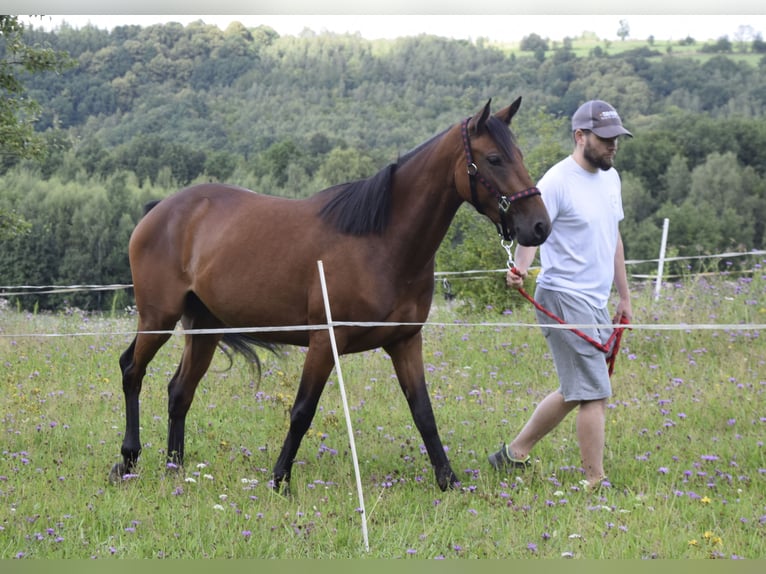 Connemara Mare 3 years 14 hh Brown in Modrzewie