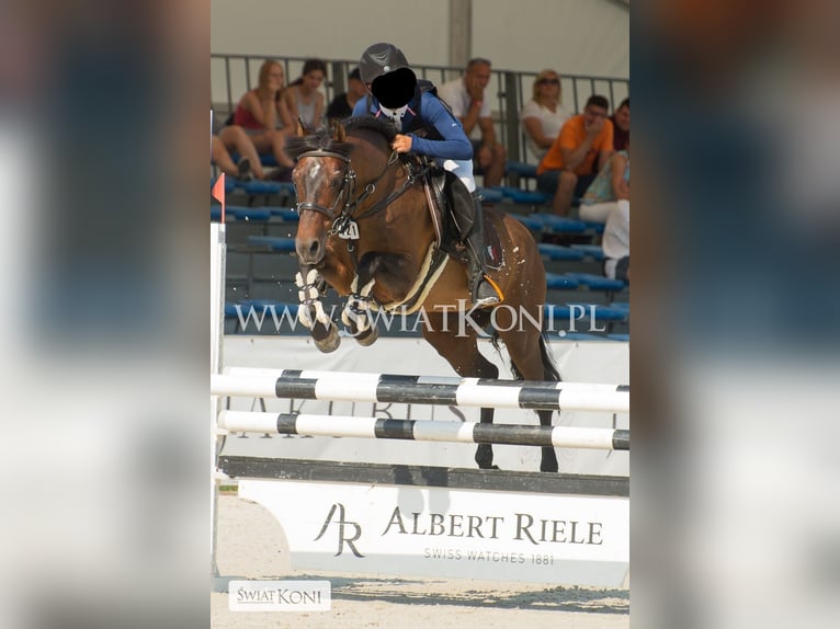 Connemara Mare 3 years 14 hh Brown in Modrzewie