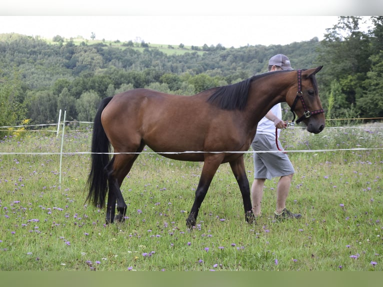 Connemara Mare 3 years 14 hh Brown in Modrzewie