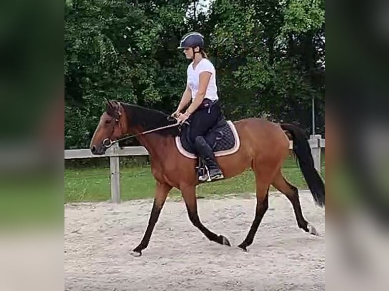 Connemara Mare 3 years 14 hh Brown in Modrzewie