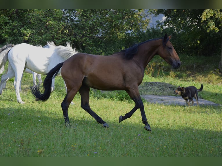 Connemara Mare 3 years 14 hh Brown in Modrzewie