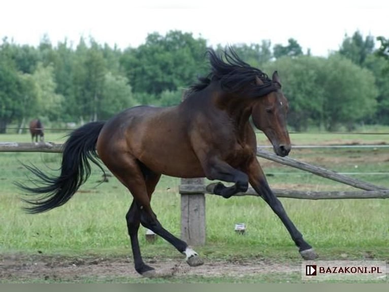 Connemara Mare 3 years 14 hh Brown in Modrzewie