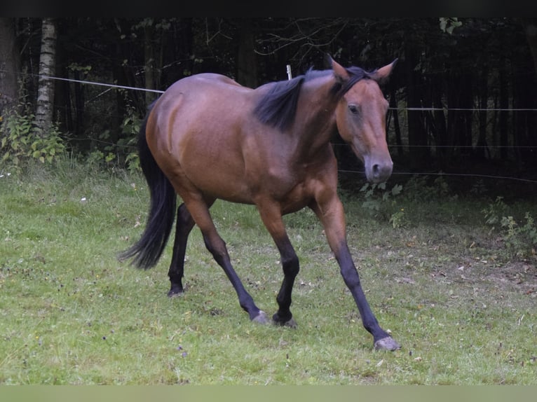 Connemara Mare 3 years 14 hh Brown in Modrzewie