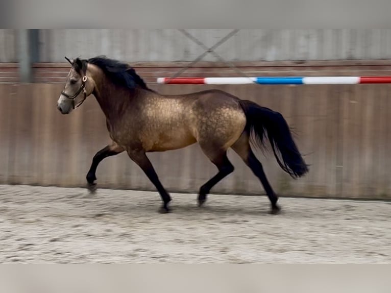 Connemara Mare 3 years 14 hh Buckskin in Zieuwent