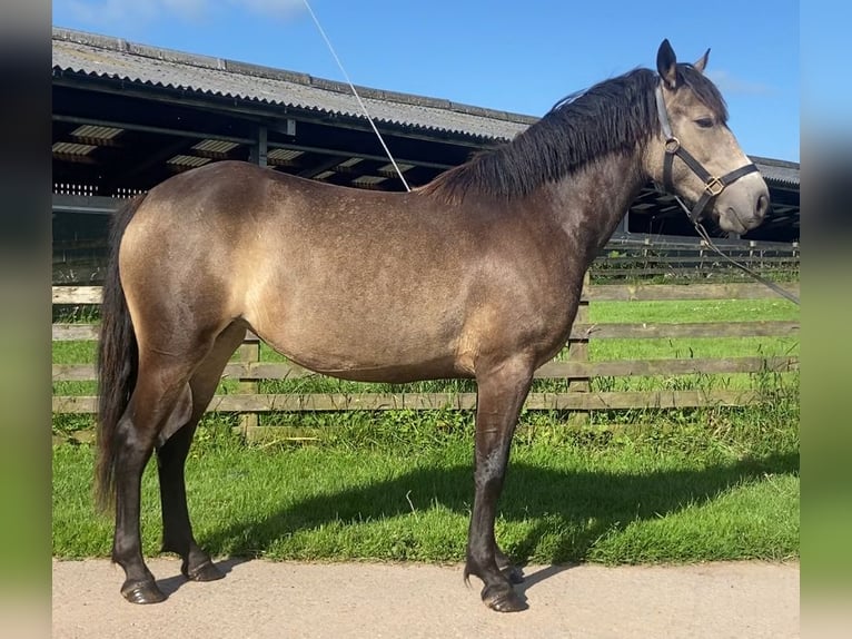 Connemara Mare 3 years 14 hh Buckskin in Cumbria