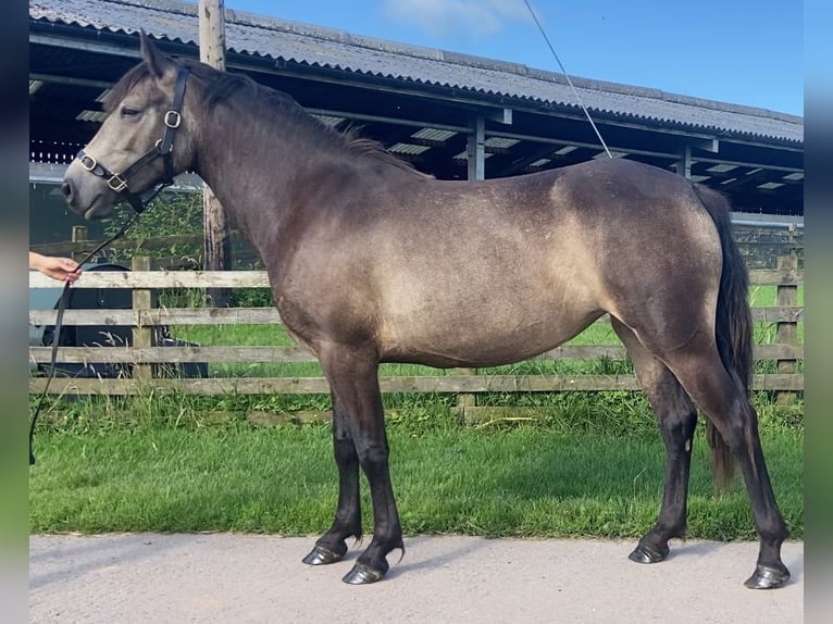 Connemara Mare 3 years 14 hh Buckskin in Cumbria