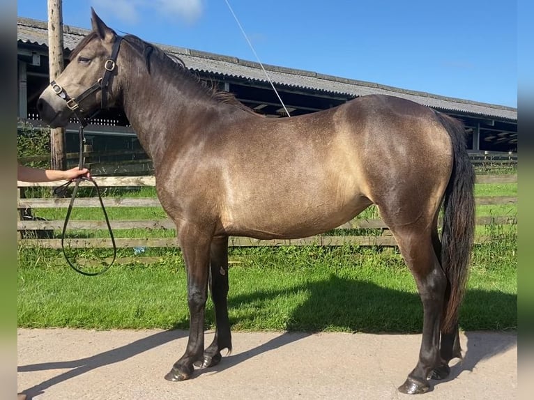Connemara Mare 3 years 14 hh Buckskin in Cumbria