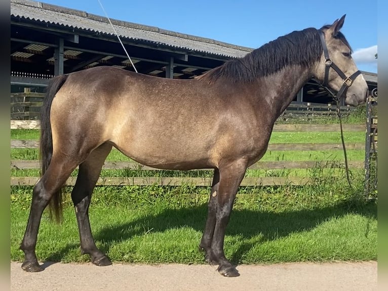 Connemara Mare 3 years 14 hh Buckskin in Cumbria