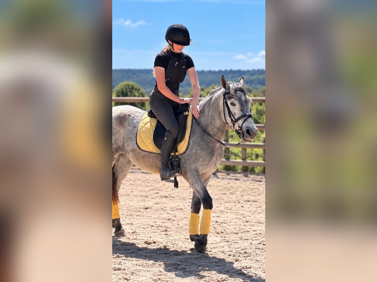 Connemara Mare 3 years 14 hh Grey in Stockem