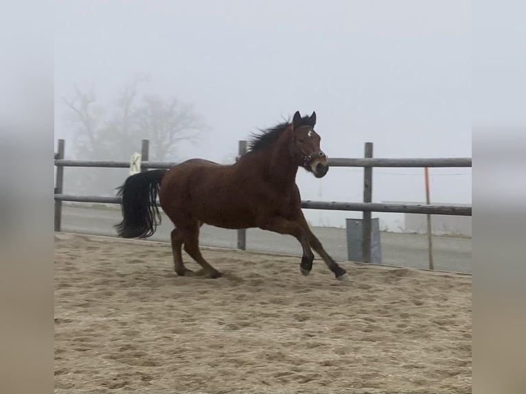 Connemara Mare 3 years 14,1 hh Brown in Behamberg