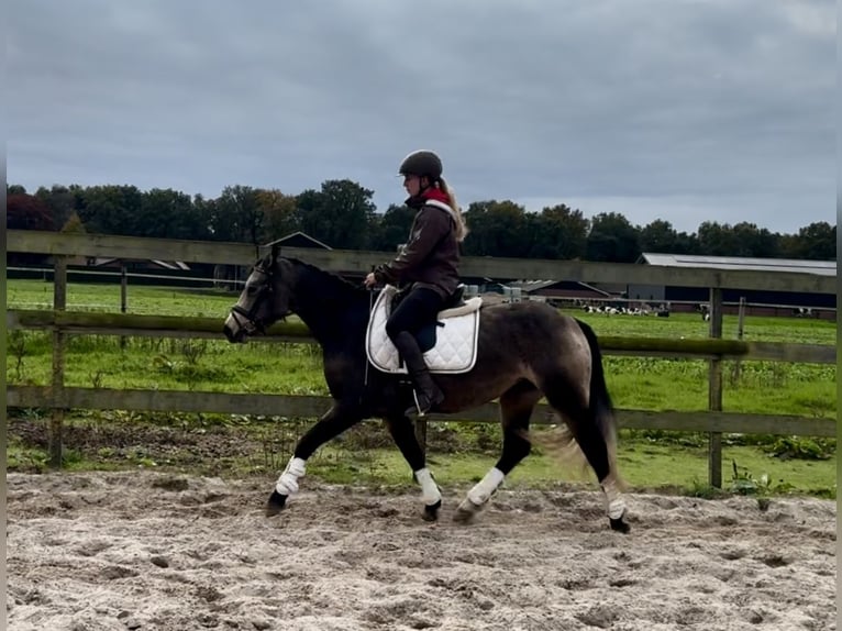 Connemara Mare 3 years 14,1 hh Buckskin in Barneveld