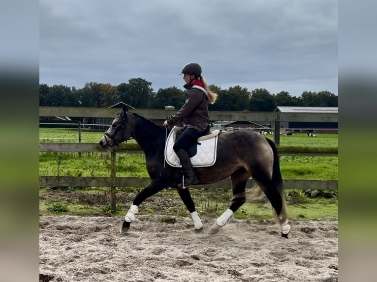 Connemara Mare 3 years 14,1 hh Buckskin in Barneveld
