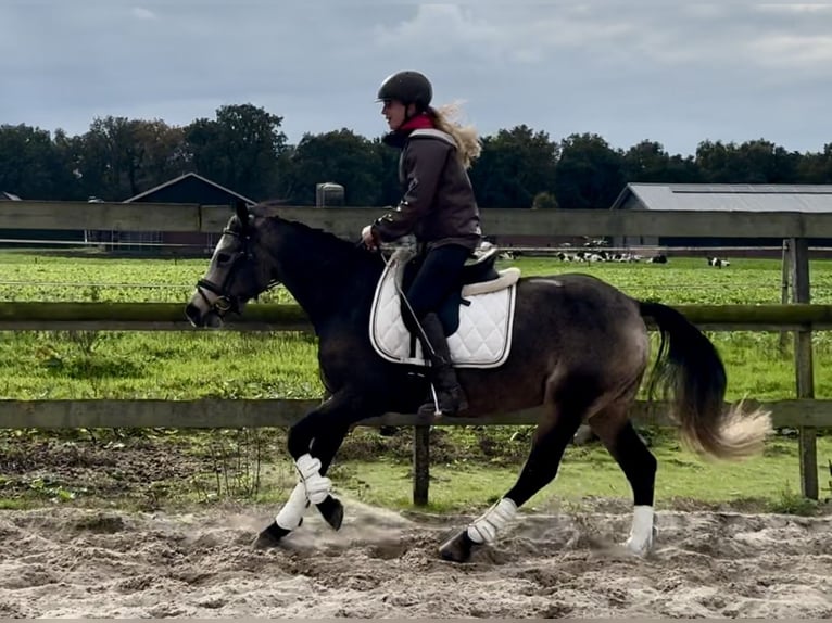 Connemara Mare 3 years 14,1 hh Buckskin in Barneveld