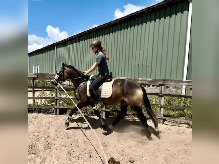 Connemara Mare 3 years 14,1 hh Buckskin in Barneveld