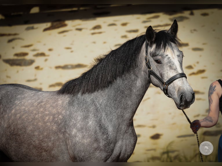 Connemara Mare 3 years 14,1 hh Gray-Dapple in Thorigné d&#8217;Anjou