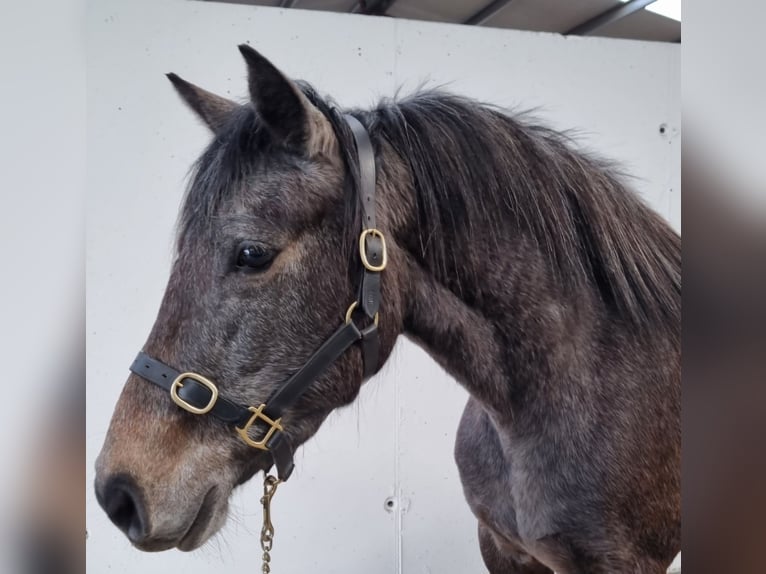 Connemara Mare 3 years 14,1 hh Gray in Birr