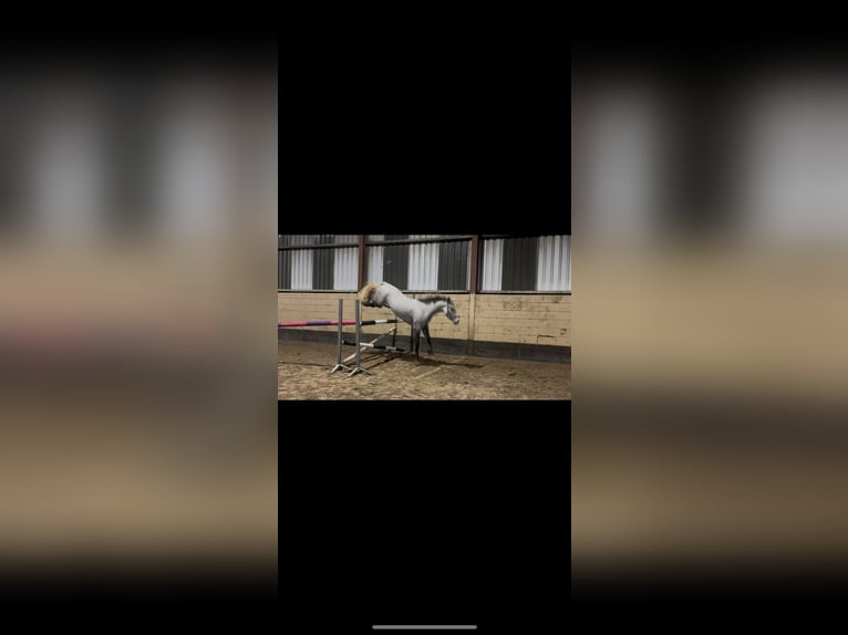 Connemara Mare 3 years 14,1 hh Grey in Tipperary