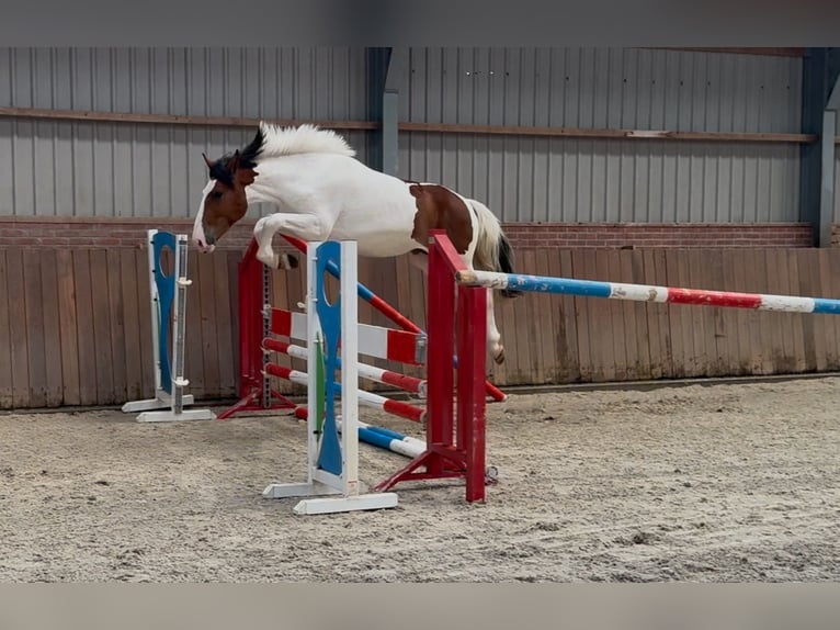Connemara Mix Mare 3 years 14,1 hh Pinto in Zieuwent