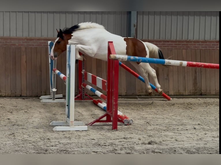 Connemara Mix Mare 3 years 14,1 hh Pinto in Zieuwent
