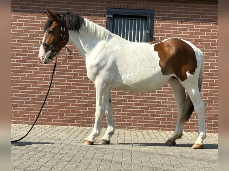 Connemara Mix Mare 3 years 14,1 hh Pinto in Zieuwent