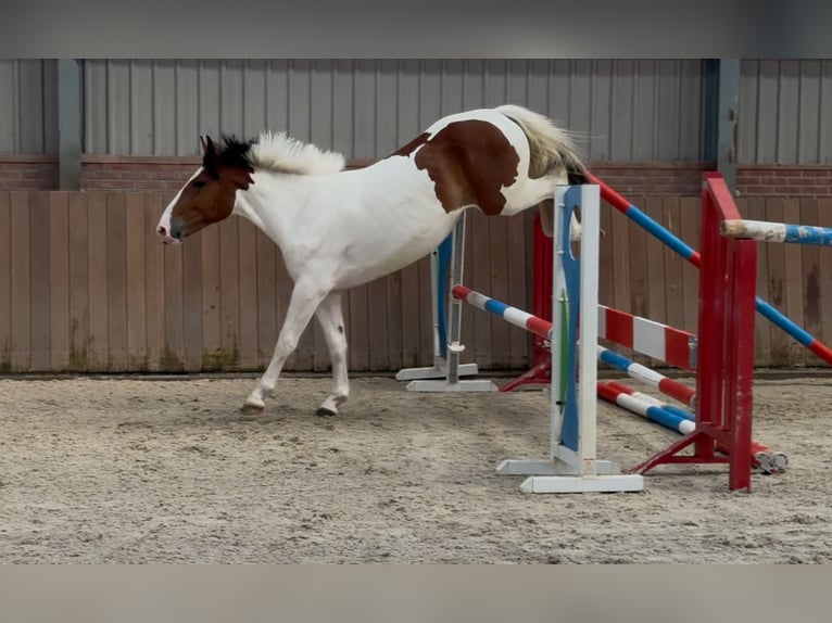 Connemara Mix Mare 3 years 14,1 hh Pinto in Zieuwent