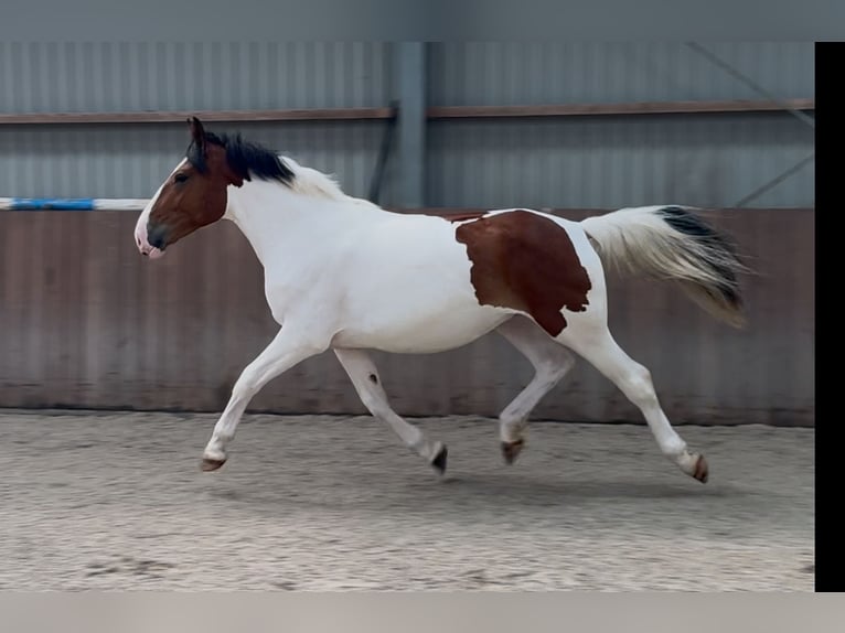 Connemara Mix Mare 3 years 14,1 hh Pinto in Zieuwent